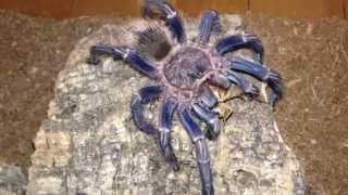 Homoeomma sp. Blue tarantula (Peruvian Blue Zebra) feeding