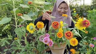 KEBUNKU TOKO BUNGAKU|| SERUNYA JUALAN BUNGA POTONG DI MERAUKE||