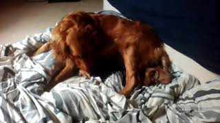 Golden Retriever Giving Birth, Newborn Goldadors