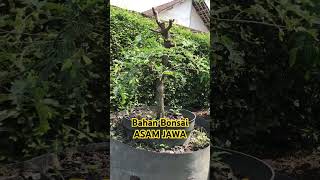 Bonsai ASAM JAWA #bonsai #bonsaitree #tanaman #bonsaibonsai #bonsailove #bonsaiasamjawa #bonsaiasam