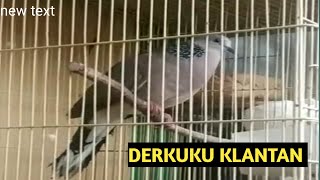 SUARA DERKUKU KLANTAN