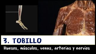 Extremidad inferior --  3. Tobillo