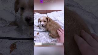 Shivering Puppy Saved from the Cold #shorts