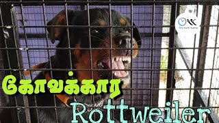 Food Aggressive Rottweiler | Angry Rottweiler | Food Aggression | Oru Kutti Katha | Tamil