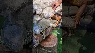 Dua iguana lucu berjemur