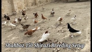 Pigeons of (Shahbaz Dairy) Khurrampur Punjab...