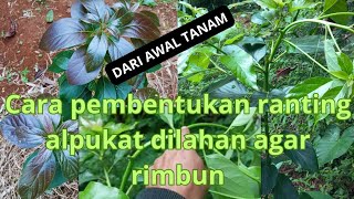 CARA DARI AWAL TANAM!! CARA PEMBENTUKAN RANTING ALPUKAT DILAHAN AGAR RINDANG