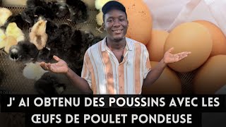 j'ai obtenu des poussins avec les œufs de poule pondeuse