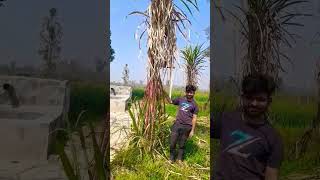 गन्ने की तूफानी बढवार #sugarcane #farming