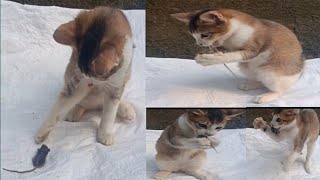 Cat Playing With Rat And Eating | Cat vs Rat | Cute Kitty Meow |