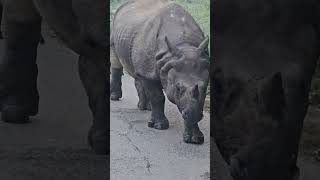 One horn rhino seen walking the street