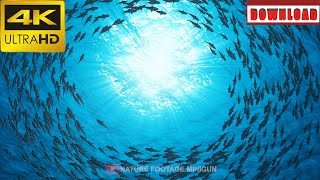 🎁4K School of fish sharks swim in a circle | DAILY NATURE FOOTAGE