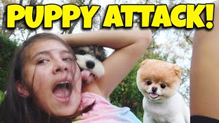 ATTACKED BY PUPPIES!!! Cute Puppy Fight!