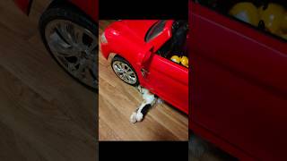 #cat #car #mechanic #mia #funny #catlover #catvideos #catshorts #trending #fyp