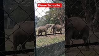 alipore zoological garden | elephant at alipore zoological garden | kolkata tourist place