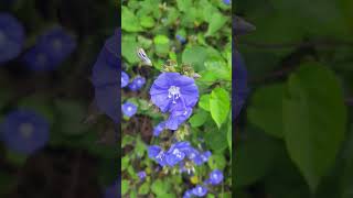 Skyblue Cluster Vine Flowers