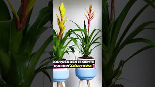 ¡Descubre 5 NUEVAS Plantas que No Requieren Sol Directo! : Parte 2 | Consejos Urbangreen 🌱