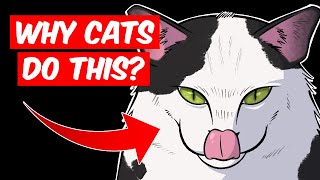 10 Weird Cat Behaviors Explained