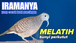 Iramanya Mengajak Bunyi Perkutut Lain