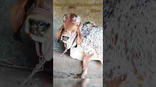 tokhar bull
not for sell