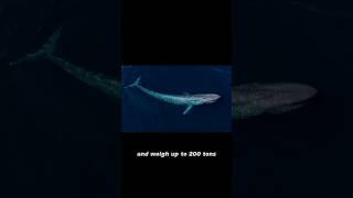 Did You Know About Blue Whale #information #didyouknow #youtubeshorts #bluewhales #whale