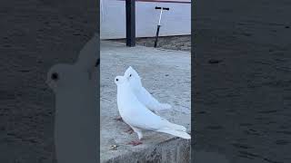 White beautiful pigeons 🕊 #pigeon #homingpigeon #birds #dovebird