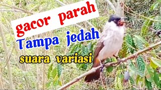 BURUNG KUTILANG GACOR PARAH BEVARIASI,tak kalah gacor sama kutilang liar