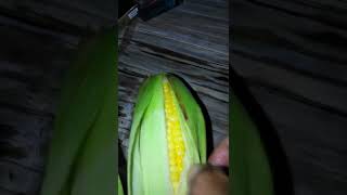 #Jagung_manis #Rebusjagung Jagung enak