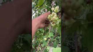 Jambu air lokal berbuah lebat di belakang rumah🌱