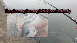 Casting ikan Barramundi ll malah salah terget ll ikan kerong kerong full sterkk