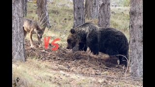 L'orsa marsicana ribattezzata Amarena, protegge una carcassa