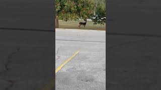 Deer in Tulsa! 19 #animals #car #wildlife