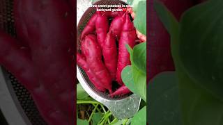 Growing sweet potatoes in small backyard garden