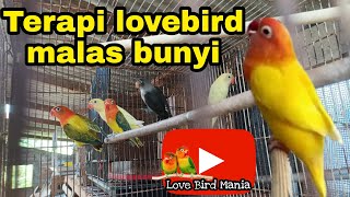 terapi burung lovebird agar cepat gacor - dijamin ngekek fighter konslet