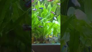 #aquashella #beautiful #fish #naturetank #aquarium #youtubeshorts