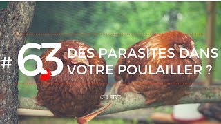 DES PARASITES DANS VOTRE POULAILLER ?  │ LFDT #63