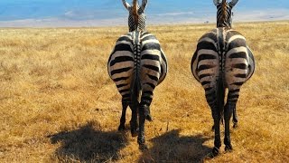 Amazing Zebras Facts You Should Know By Now