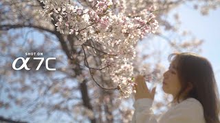 CINEMATIC PORTRAIT OF CHERRY BLOSSOMS AND WOMEN IN JAPAN | Sony a7c