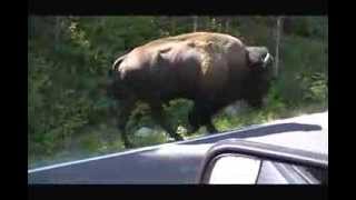 Bison on the road - Yellowstone