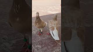 الحمام الزاجل الأصفر 🕊#pigeon #حمام_الزاجل #shortvideo #shorts