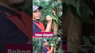 POHON SIMPOTIR DI HUTAN ALAM