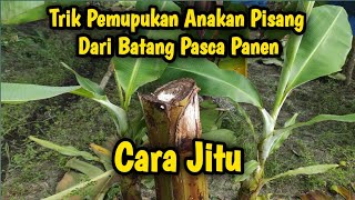 Trik Pemupukan Pisang Dari Batangnya Pasca Panen