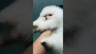 WHITE FEMALE TOY POM #dog #doglover #puppy #cute #cutedog #pets