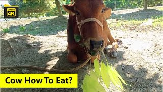 Cow Eating Leaf Satisfying Video Village Cow Eating Sound Video Animal Theater