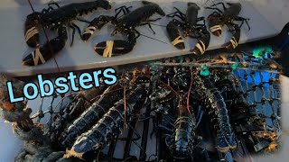 Lobster fishing uk waters