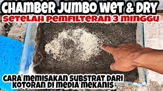 Hasilnya! Pemfilteran setelah 3 minggu sistem Wet & dry Anti luber || cara membersihkan media filter