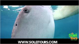 SOLEITOURS.Tv® VAMOS A NADAR CON EL TIBURON BALLENA A LA PAZ CON SOLEITOURS