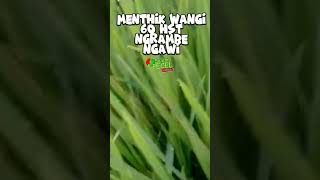 padi varietas 𝙈𝙀𝙉𝙏𝙃𝙄𝙆 𝙒𝘼𝙉𝙂𝙄 Ngrambe Ngawi