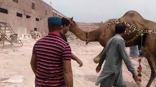 camel qurbani   baqra eid