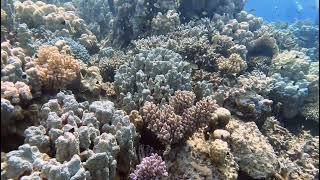 Coral Gardens